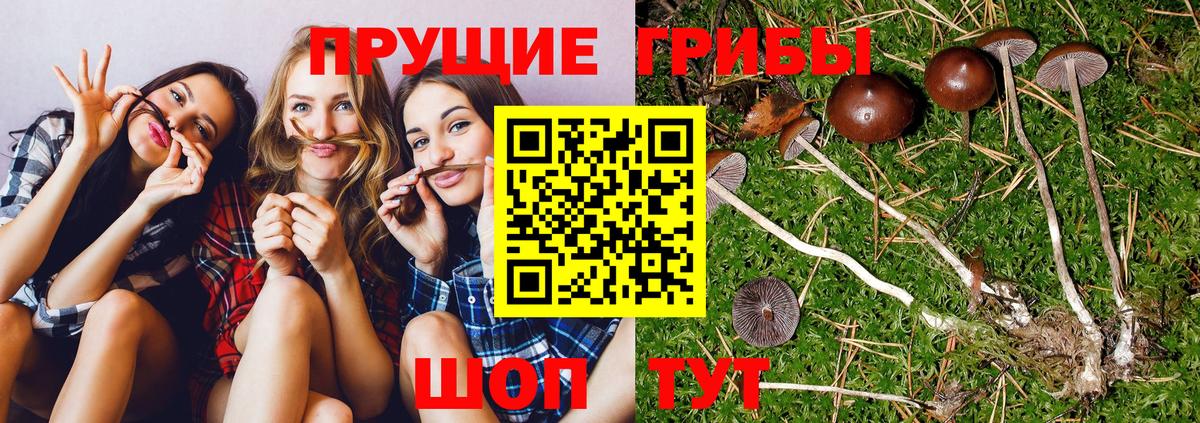 закладки  Вход с VPN  Канск  Псилоцибиновые грибы прущие грибы 